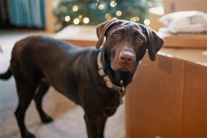 犬がサイレンで遠吠えする理由とは？愛犬の本能と対処法を解説