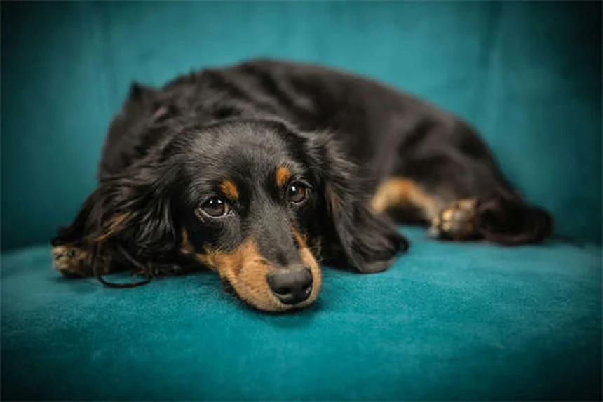 犬の薬の種類と使い方：獣医師が教える5つの必須知識