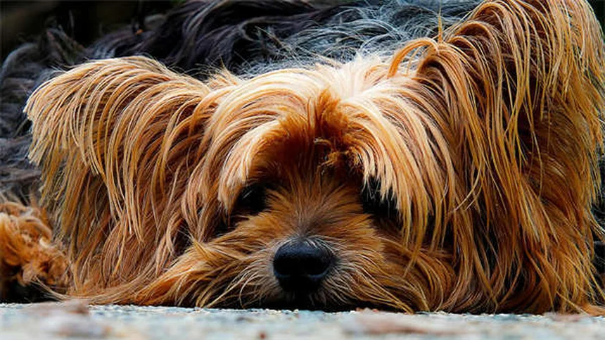 犬の心臓病治療薬Vetmedin®（ピモベンダン）の効果・副作用・投与法を徹底解説