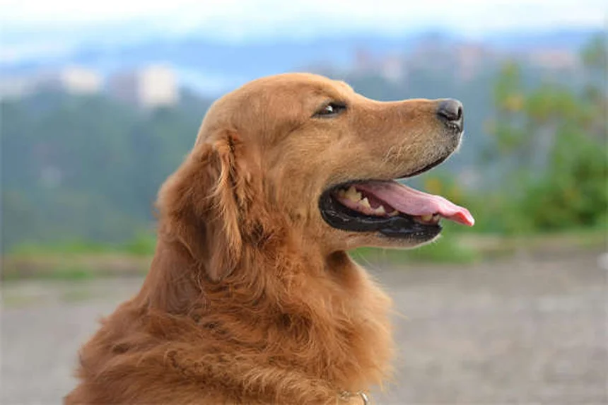 犬の去勢・避妊手術が行動に与える影響とは？メリットと注意点を徹底解説