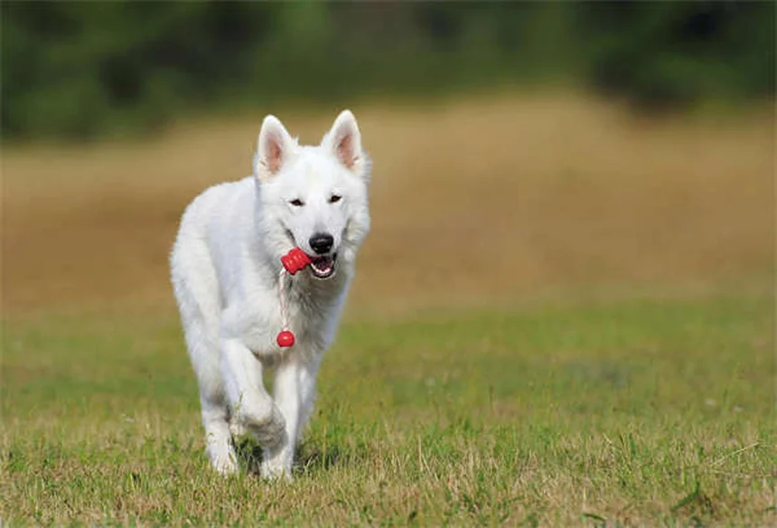 AAFCOとは？ペットフードの「栄養基準」を理解して愛犬・愛猫に最適な食事を選ぼう