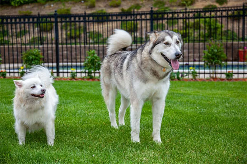 パピーストラングルとは？子犬の突然の顔の腫れと正しい対処法