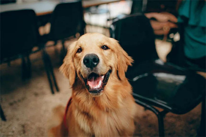 犬の気管虚脱とは？症状から治療・管理法まで獣医師が解説