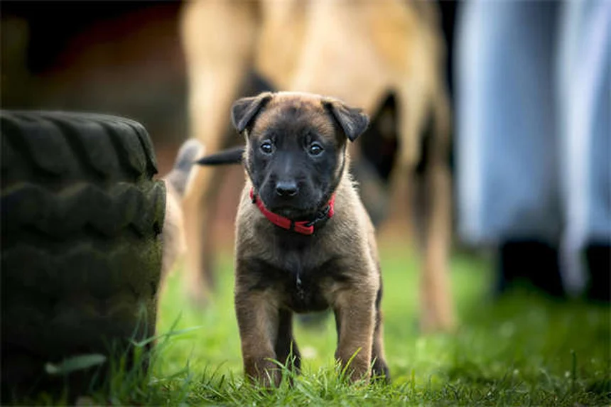 犬の寒さ対策完全ガイド｜愛犬が震える前に知るべき7つのポイント