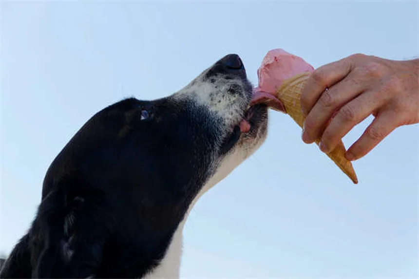 獣医なしでペットにワクチンを打つのは危険！絶対に避けるべき5つの理由