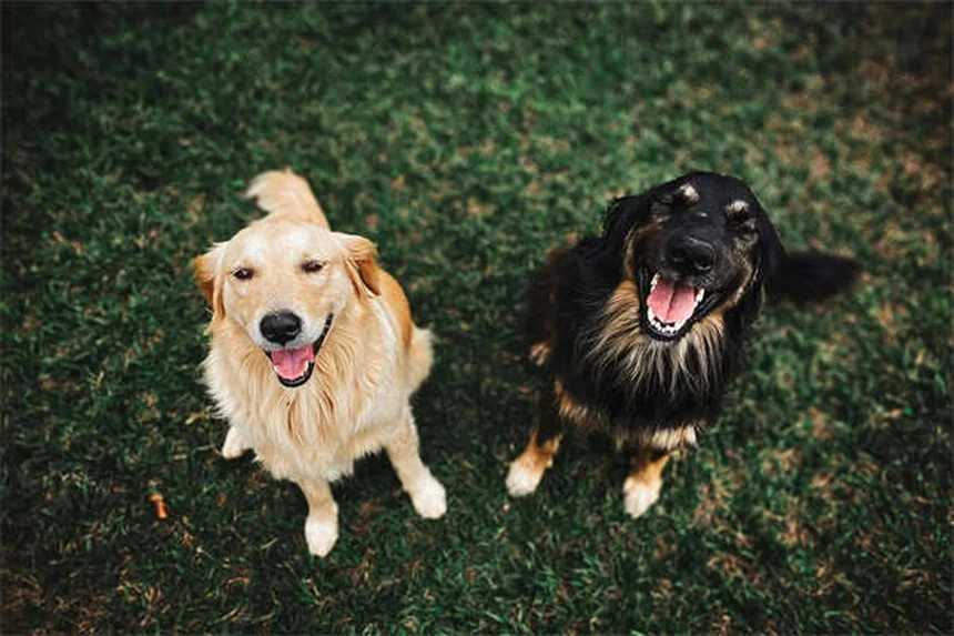犬の下痢の原因と対処法｜獣医師が教える緊急判断と自宅ケア