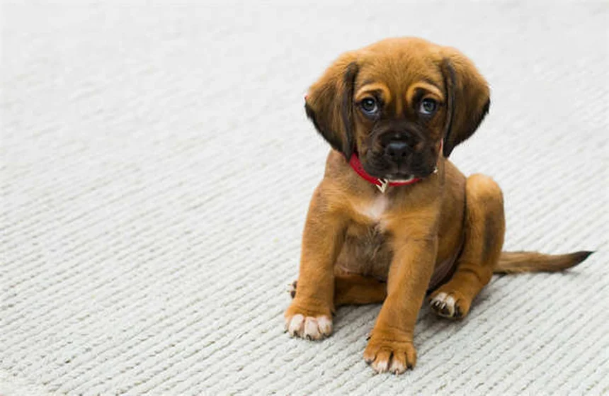 犬の散歩の健康効果10選：実は見落としがちなメリットを愛犬と一緒に