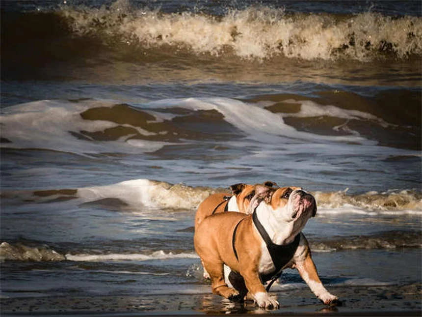 犬の散歩の健康効果10選：実は見落としがちなメリットを愛犬と一緒に