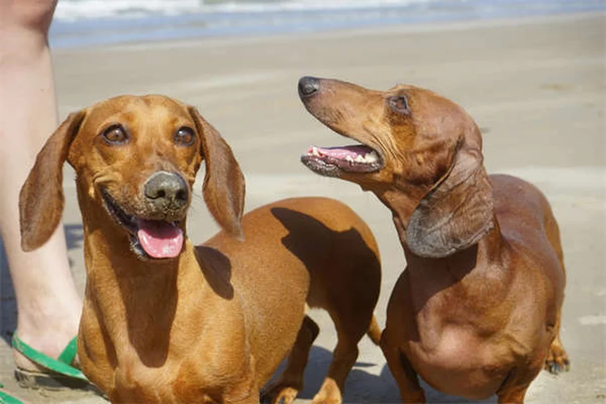怖がり犬が変わる！恐怖の原因と自信をつける3つのステップ