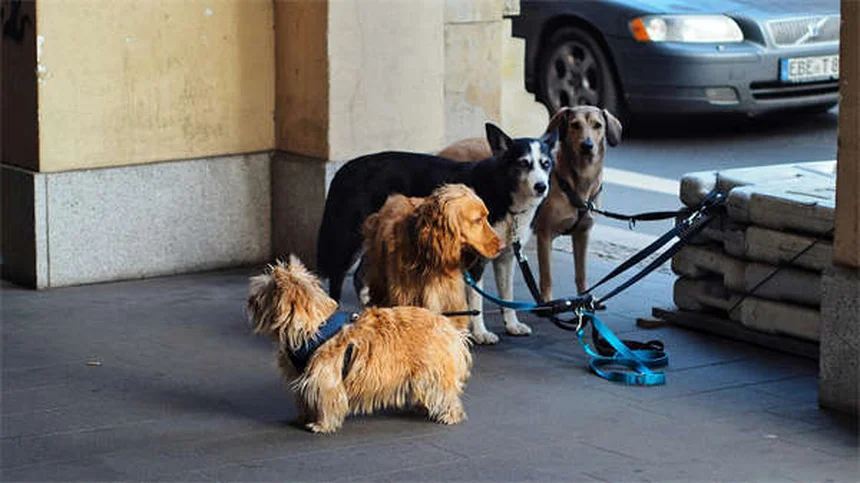 怖がり犬が変わる！恐怖の原因と自信をつける3つのステップ
