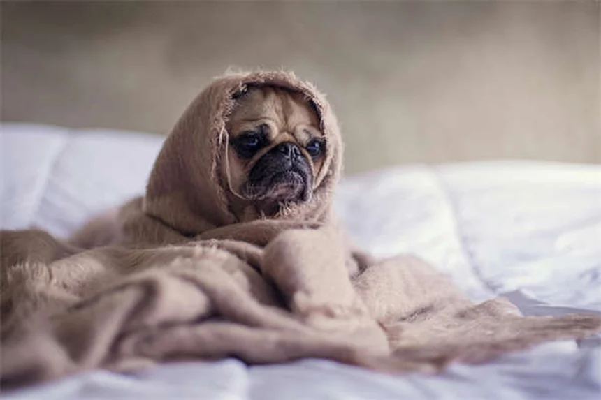 怖がり犬が変わる！恐怖の原因と自信をつける3つのステップ