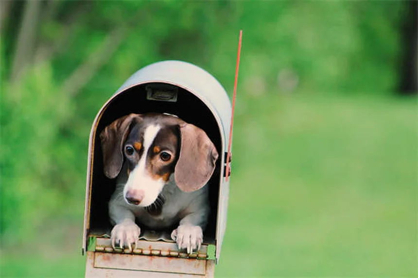 猎犬品种30種を徹底解説！飼い方・性格・選び方の完全ガイド