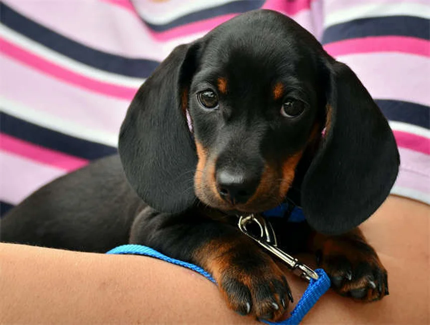 猎犬品种30種を徹底解説！飼い方・性格・選び方の完全ガイド