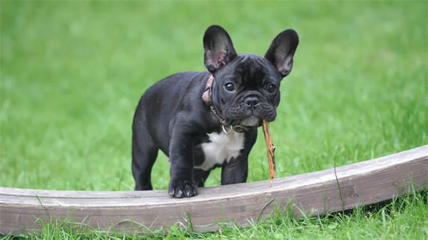 犬の時間感覚の真実！人間の1時間は犬の75分