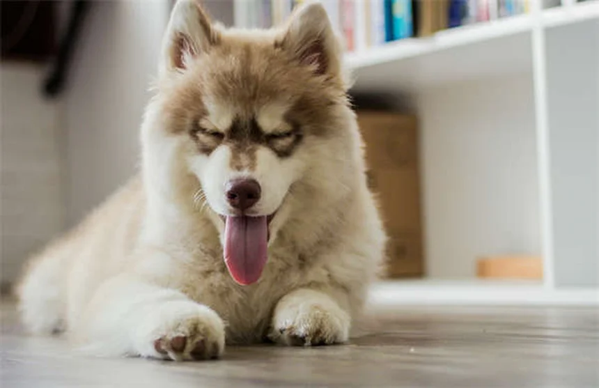猫は必須！タウリン不足が招く症状と対策を徹底解説