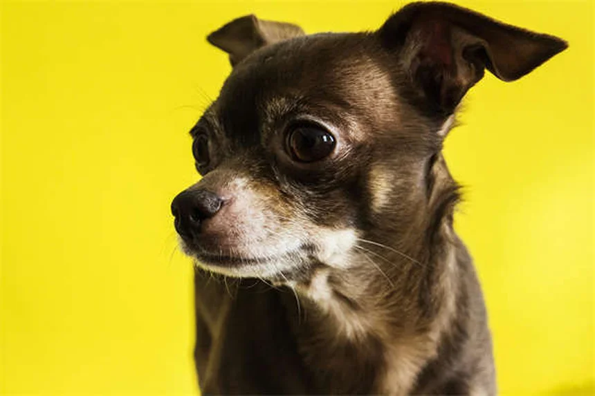 愛犬の訪問先トラブル対策！粗相やジャンプを防ぐ3つのコマンド