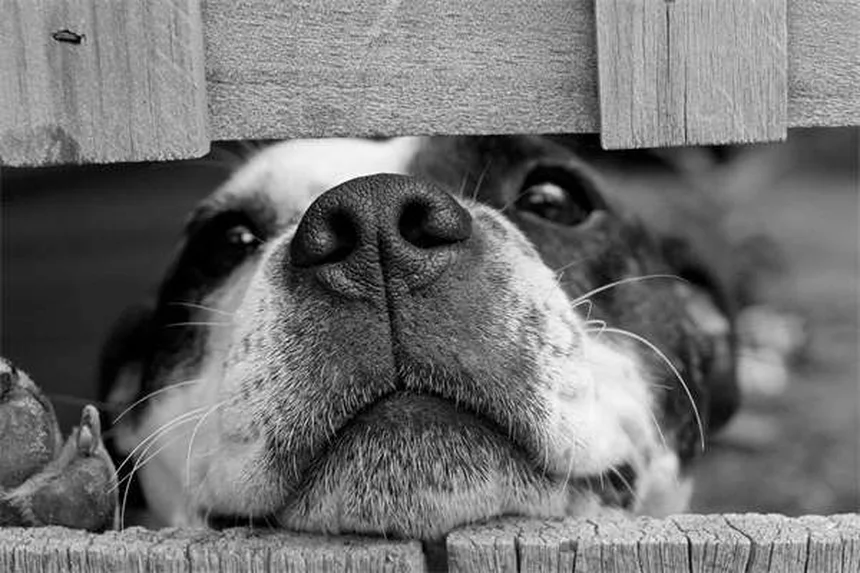 猫が突然あなたを攻撃する理由とは？原因と対策を徹底解説