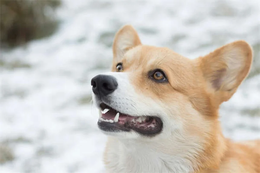 Lorazepam、犬の副作用と正しい使い方のコツ