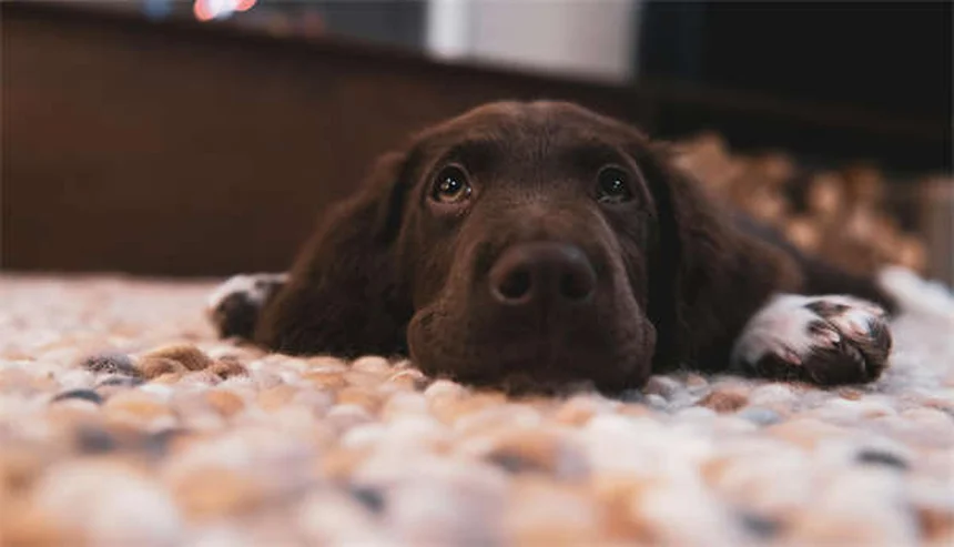 シニア犬の健康管理、何歳から？獣医師が教えるケアのコツ