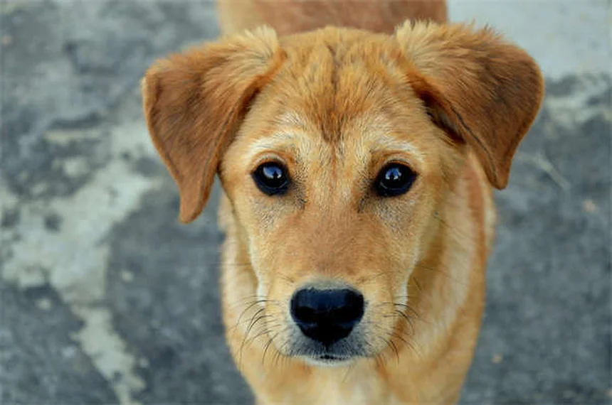 犬のノミの見分け方と対策：獣医師が教える5つのポイント