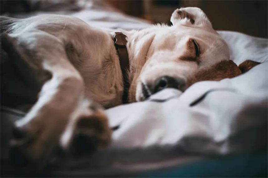 犬のNG行動7選｜愛犬が嫌がる飼い主の習慣と改善策