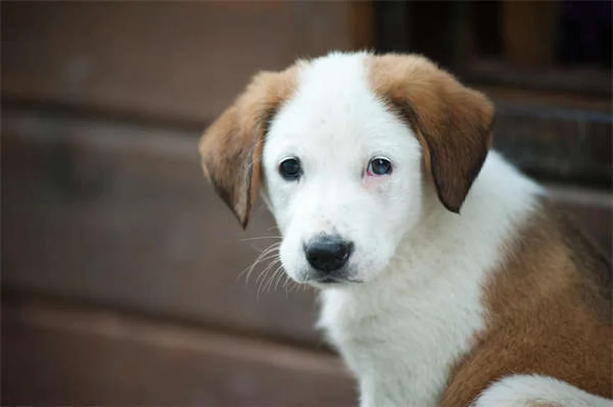 犬のNG行動7選｜愛犬が嫌がる飼い主の習慣と改善策