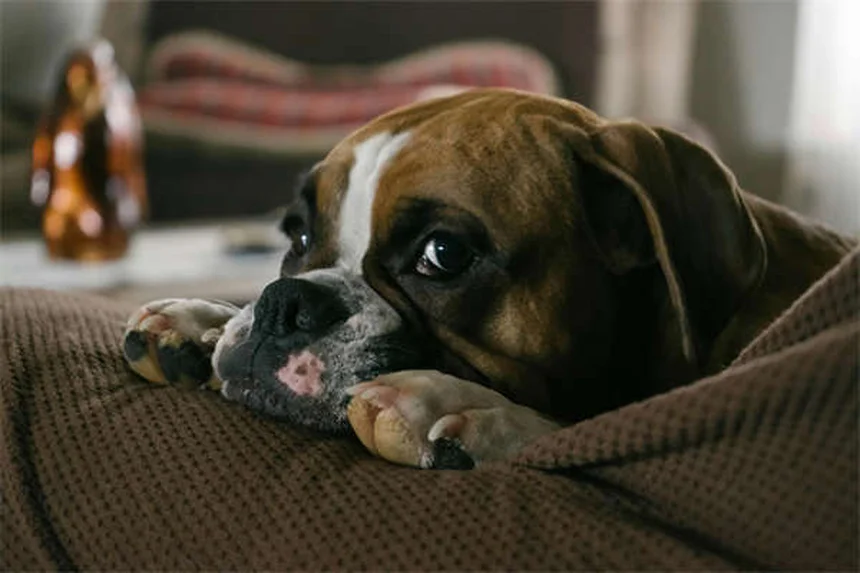 犬のNG行動7選｜愛犬が嫌がる飼い主の習慣と改善策