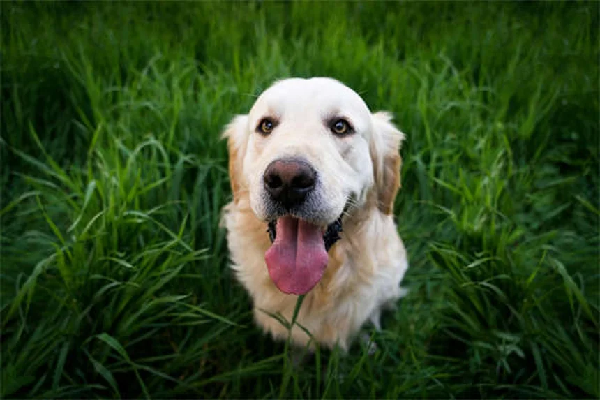 犬が特定の音を怖がる理由と対処法