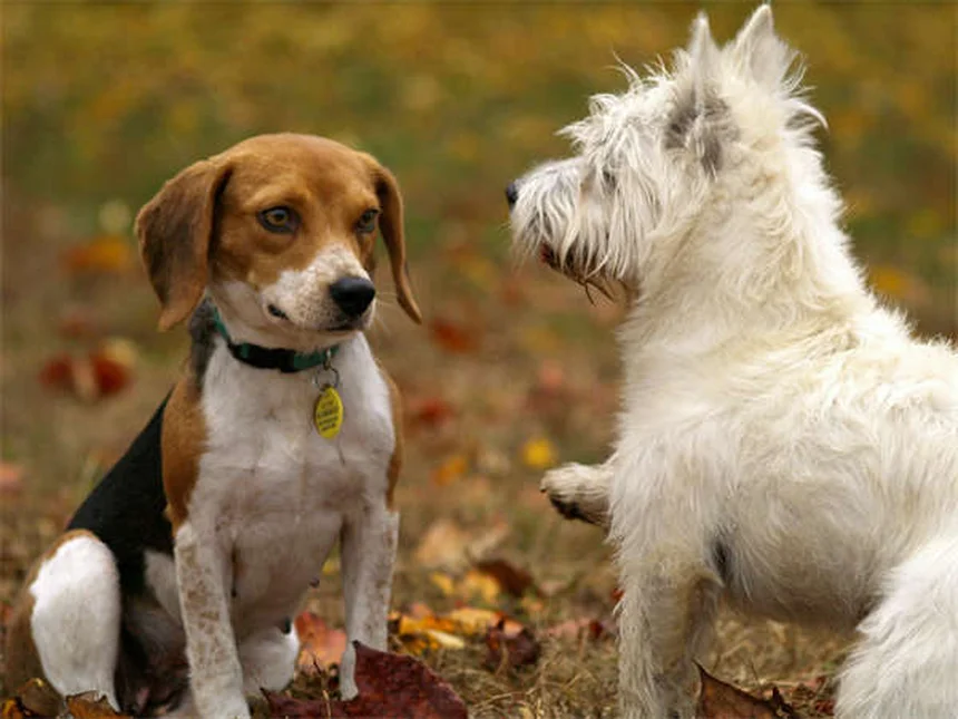 三本足の犬・猫の飼い方｜トリポッドの健康管理と幸せな生活の秘訣