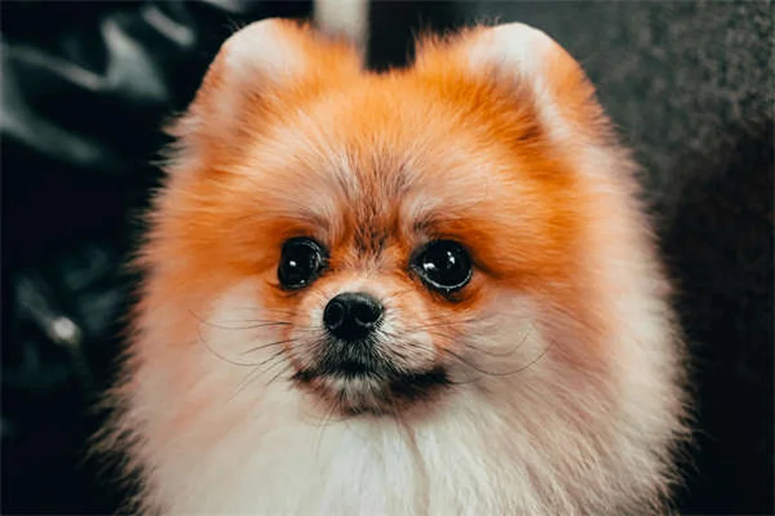犬のしっぽ追い、実はこんな理由が——遊びじゃないサインと正しい対処法
