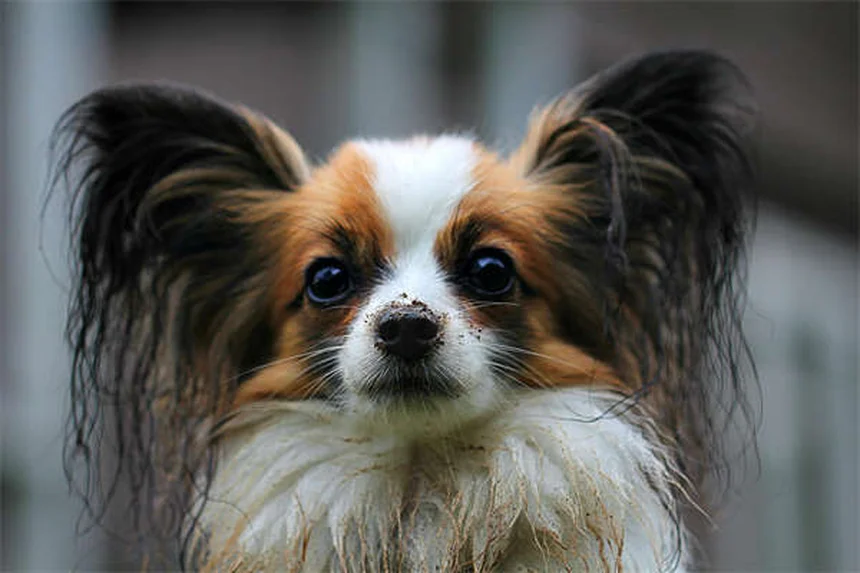 犬のしっぽ追い、実はこんな理由が——遊びじゃないサインと正しい対処法
