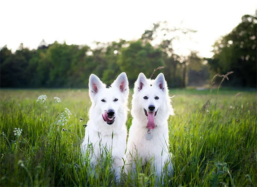 最高の犬用おもちゃの選び方：犬種別・遊びタイプ別おすすめ12選