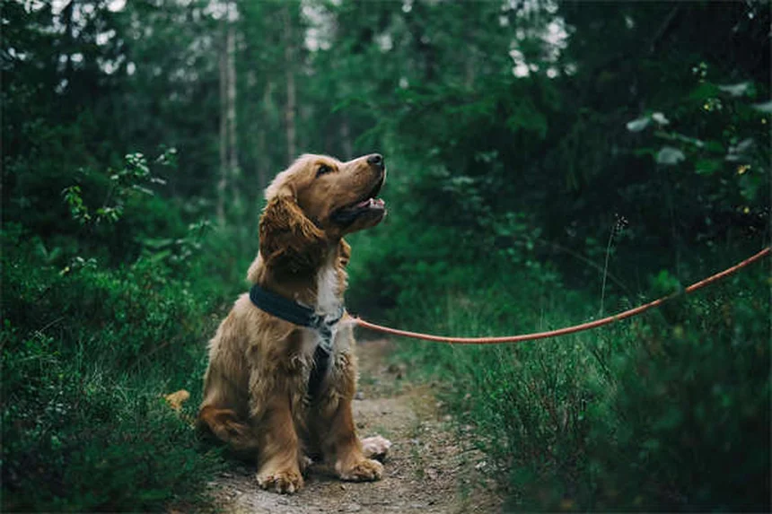 最高の犬用おもちゃの選び方：犬種別・遊びタイプ別おすすめ12選